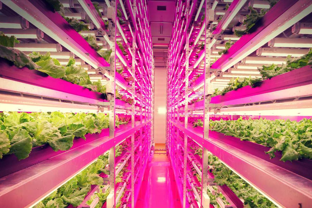 Hydroponics Image